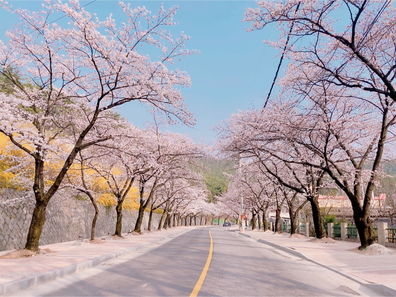 2020년 청풍면 벚꽃사진 이미지 1