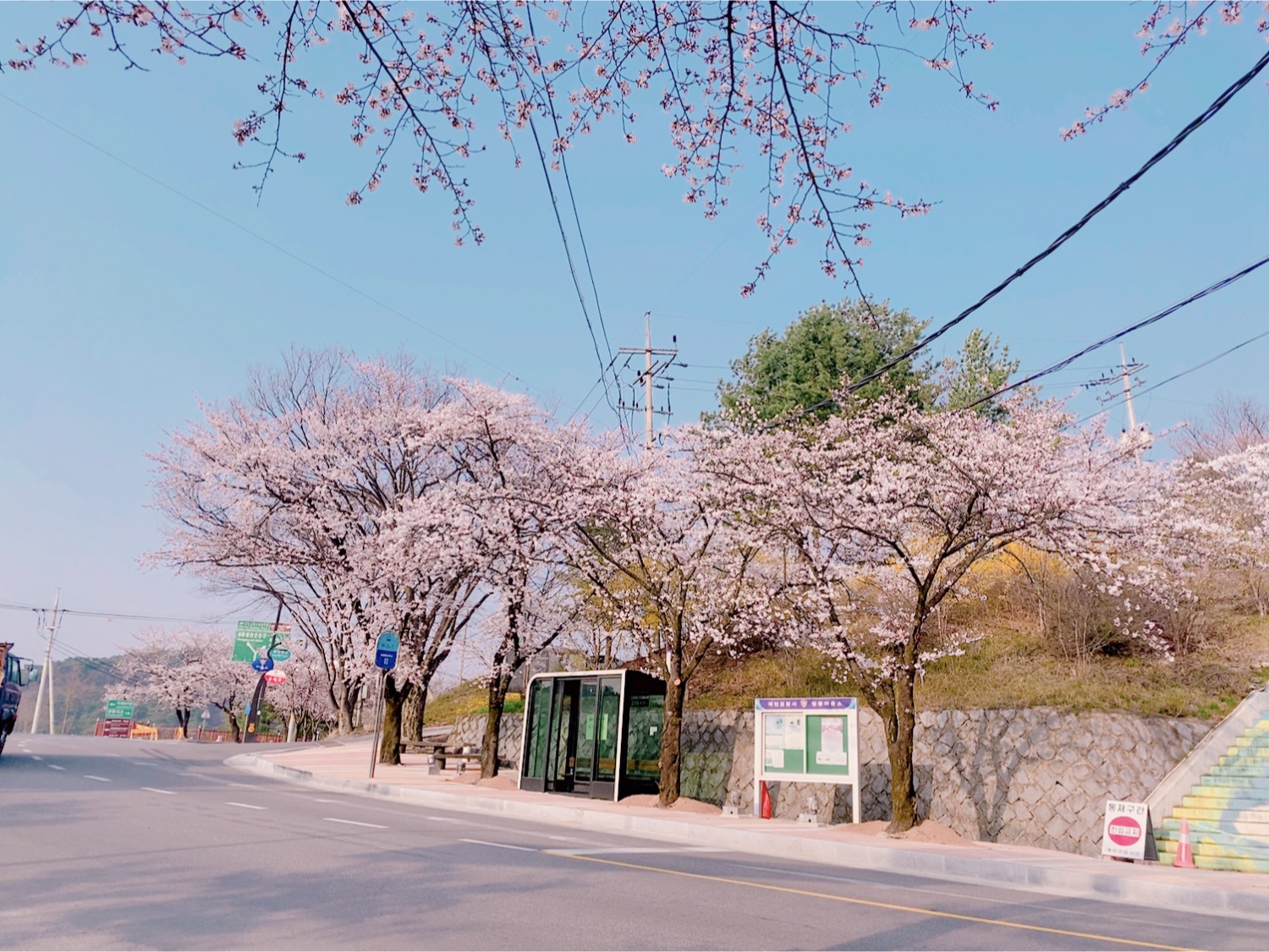 2020년 청풍면 벚꽃사진 이미지 3