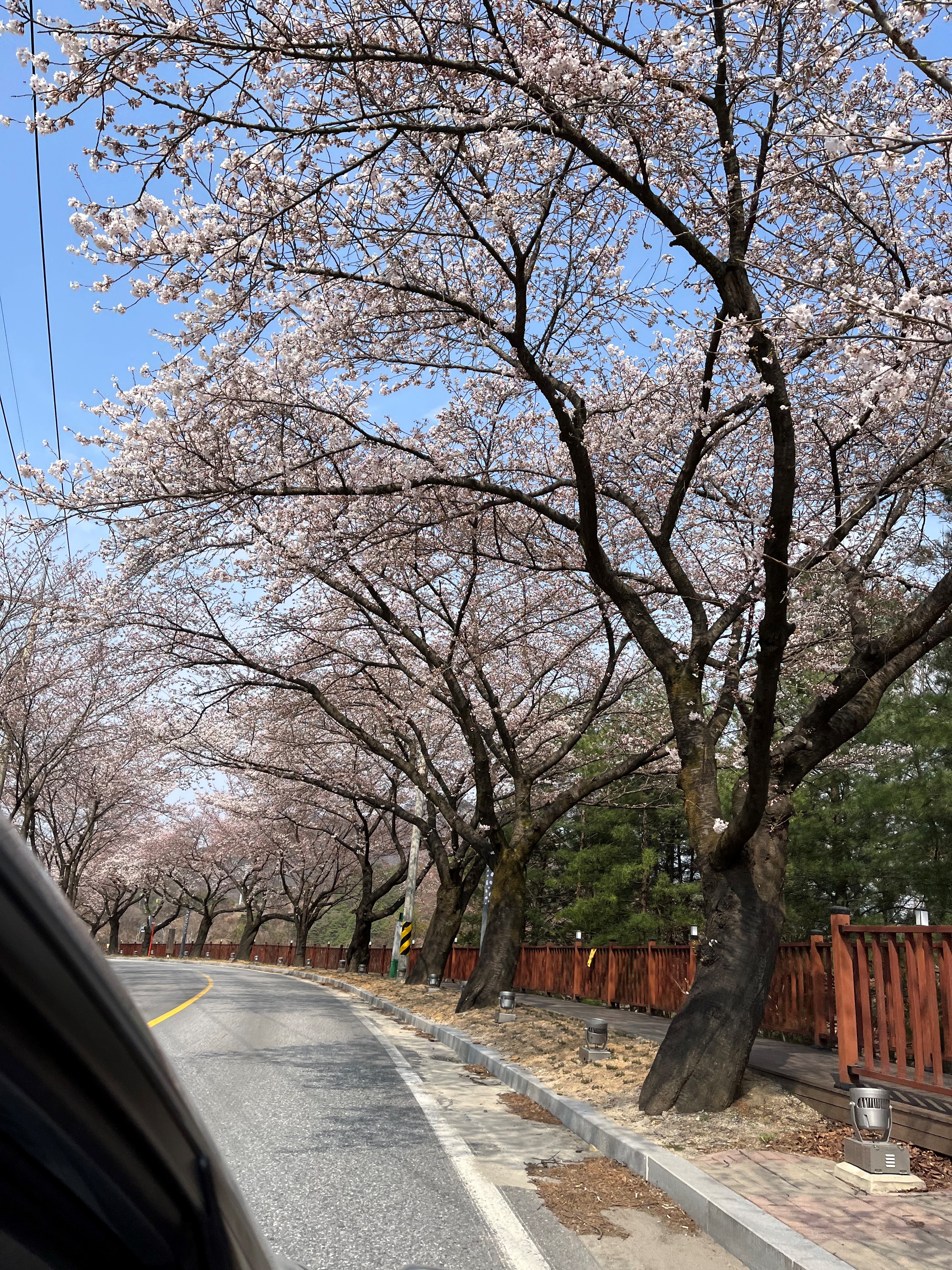 청풍벚꽃 상황(4.9. 토)