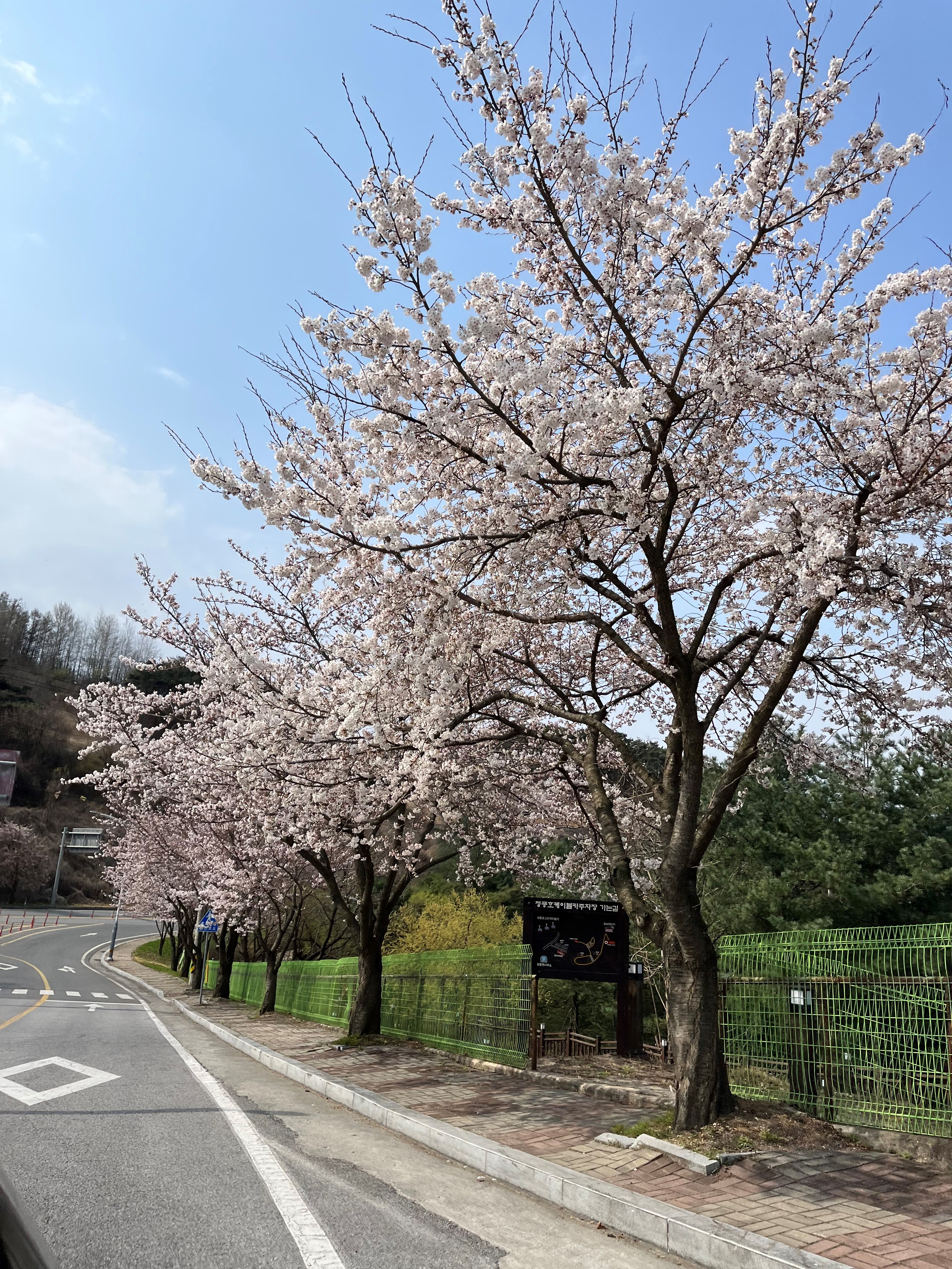 청풍벚꽃 상황(4.9. 토) 이미지 3