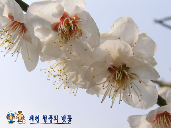 아름다운 청풍 벗꽃 이미지